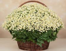 Цветочная композиция из Ромашки в корзине #REPLACE_PRED# Калтасы