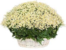 Цветочная композиция из Ромашки в корзине #REPLACE_PRED# Калтасы